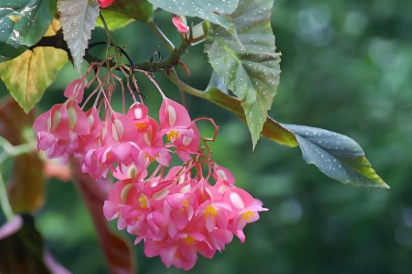 秋海棠有什么花语，具有苦恋、富贵满堂等含义