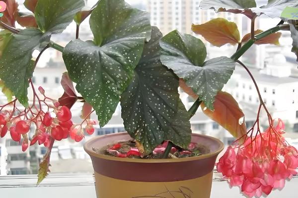 秋海棠有什么花语，具有苦恋、富贵满堂等含义