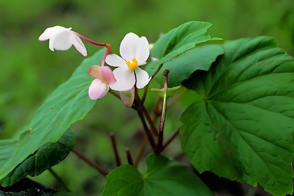 秋海棠有什么花语，具有苦恋、富贵满堂等含义