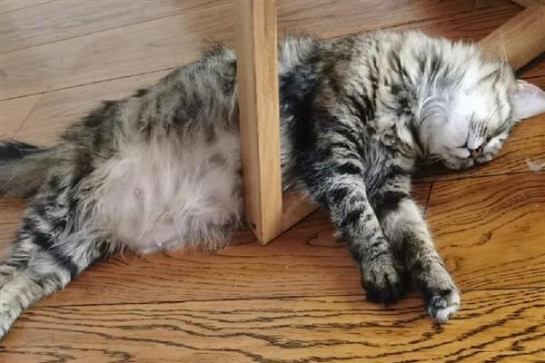 猫为什么会呕吐，消化不良、吐毛球都是常见病因