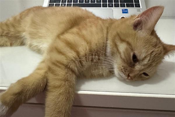 猫为什么会呕吐，消化不良、吐毛球都是常见病因