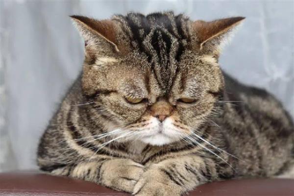 猫为什么会呕吐，消化不良、吐毛球都是常见病因