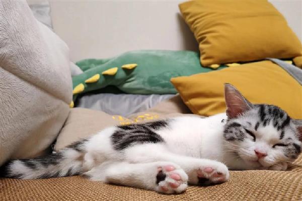 猫为什么会呕吐，消化不良、吐毛球都是常见病因