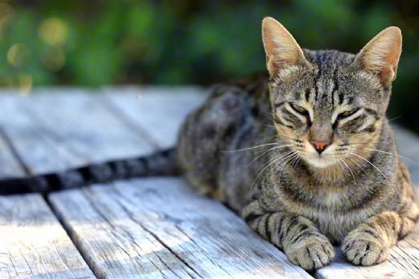 猫为什么会呕吐，消化不良、吐毛球都是常见病因