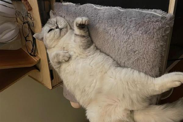 猫为什么会呕吐，消化不良、吐毛球都是常见病因