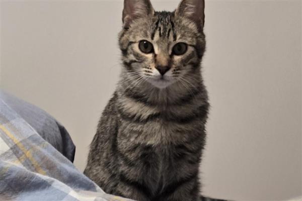 猫为什么会呕吐，消化不良、吐毛球都是常见病因