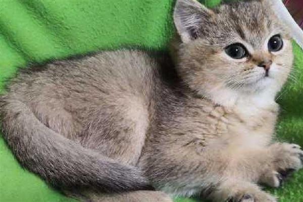 猫为什么会呕吐，消化不良、吐毛球都是常见病因