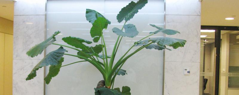 滴水观音能除甲醛吗，可以吸附一部分的甲醛