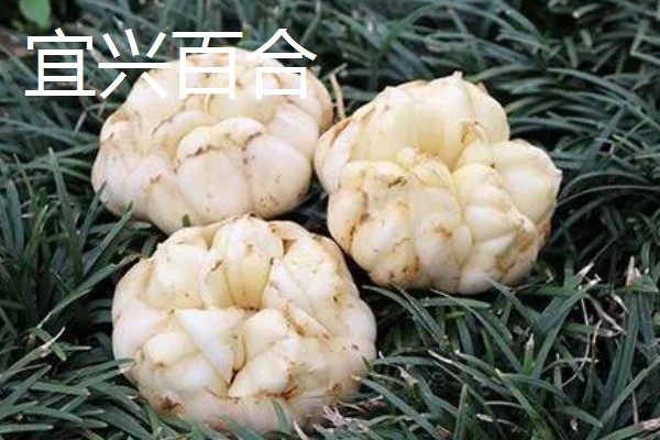 南京有什么小吃特产，牛肉锅贴是传统的民间小吃