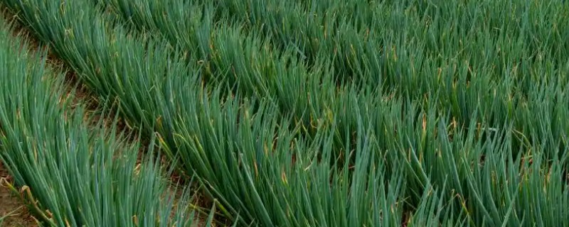春季大葱的种植要点，种入土壤后要浇足浇透水分