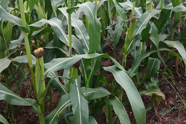 爆裂玉米的高产栽培技术，以4月中旬及5月中旬播种为宜