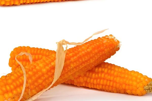 爆裂玉米的高产栽培技术，以4月中旬及5月中旬播种为宜