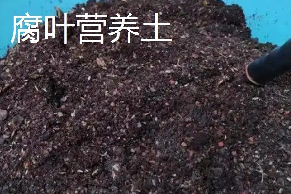 营养土怎么使用，放在花盆的低端