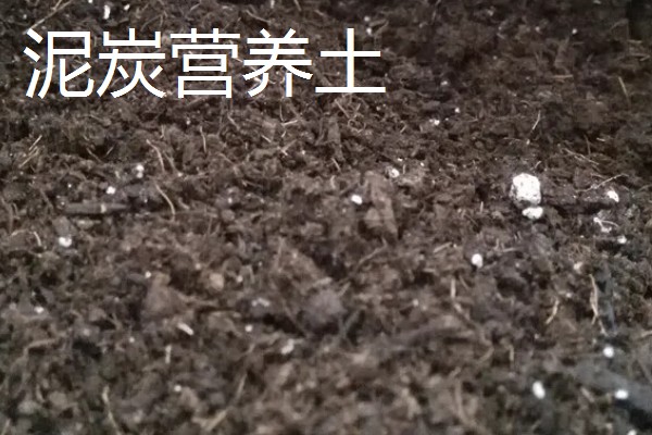 营养土怎么使用，放在花盆的低端