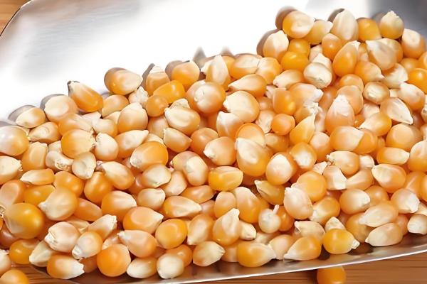 爆裂玉米的高产栽培技术，以4月中旬及5月中旬播种为宜