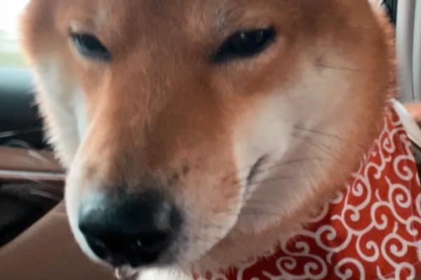 柴犬感冒后会表现的症状,会频繁的打喷嚏