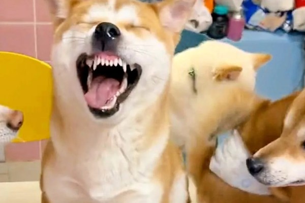 柴犬感冒后会表现的症状,会频繁的打喷嚏