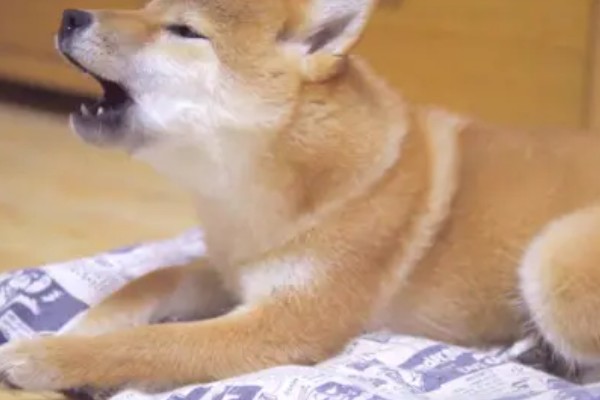 柴犬感冒后会表现的症状,会频繁的打喷嚏