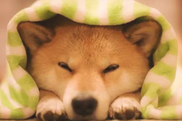 柴犬感冒后会表现的症状,会频繁的打喷嚏