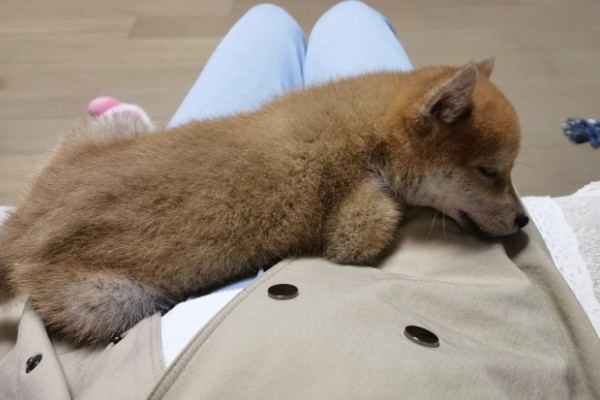 柴犬感冒后会表现的症状,会频繁的打喷嚏