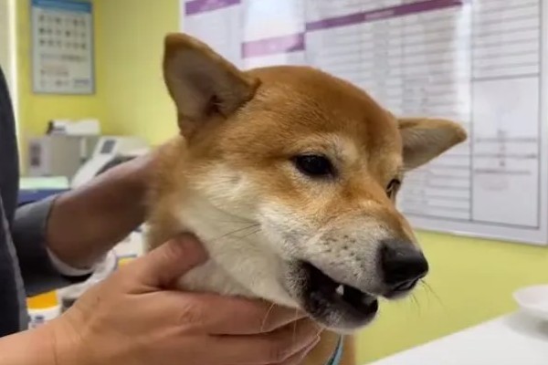 柴犬感冒后会表现的症状,会频繁的打喷嚏