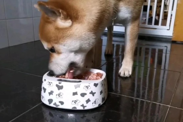 柴犬感冒后会表现的症状,会频繁的打喷嚏