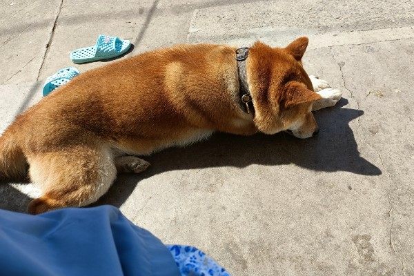 柴犬感冒后会表现的症状,会频繁的打喷嚏