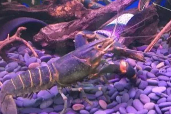 清水养几天小龙虾会死吗,存活4-5天基本上没有问题