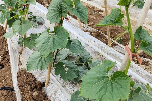 冬瓜的管理技术，定植后就要施加肥料