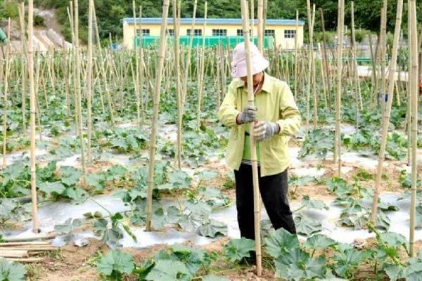 冬瓜的管理技术，定植后就要施加肥料