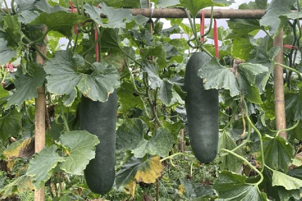 冬瓜的管理技术，定植后就要施加肥料