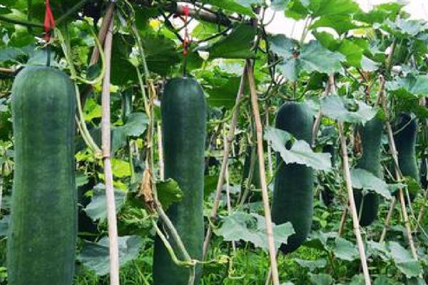 冬瓜的管理技术，定植后就要施加肥料