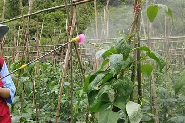 豆角细菌性叶斑病用什么药,可以选择使用内吸性的杀菌剂