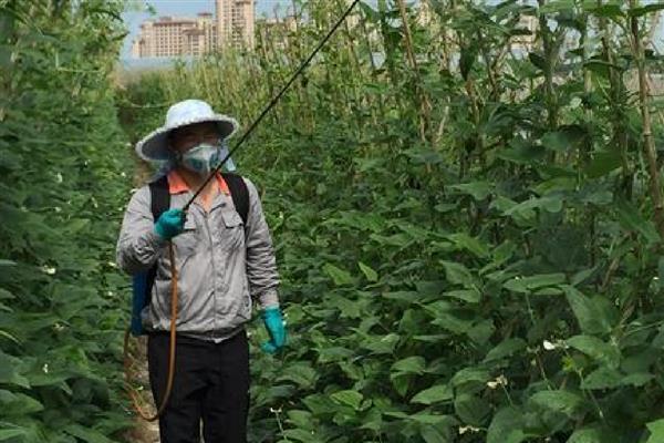 豆角细菌性叶斑病用什么药,可以选择使用内吸性的杀菌剂