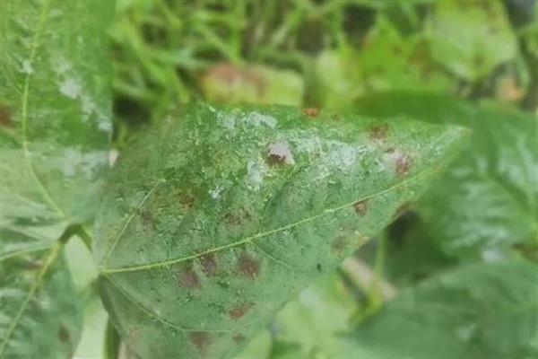 豆角细菌性叶斑病用什么药,可以选择使用内吸性的杀菌剂