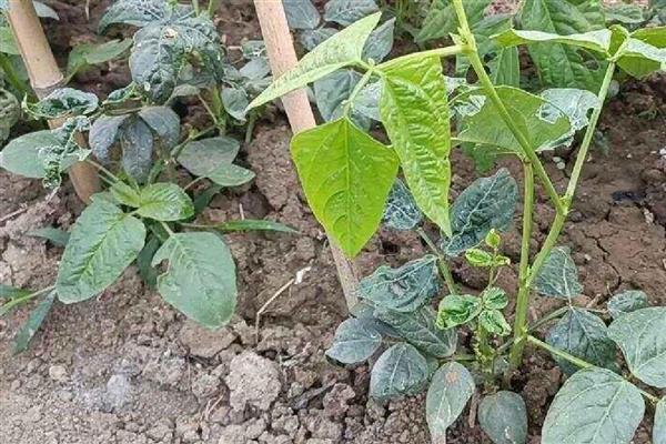 豆角细菌性叶斑病用什么药,可以选择使用内吸性的杀菌剂