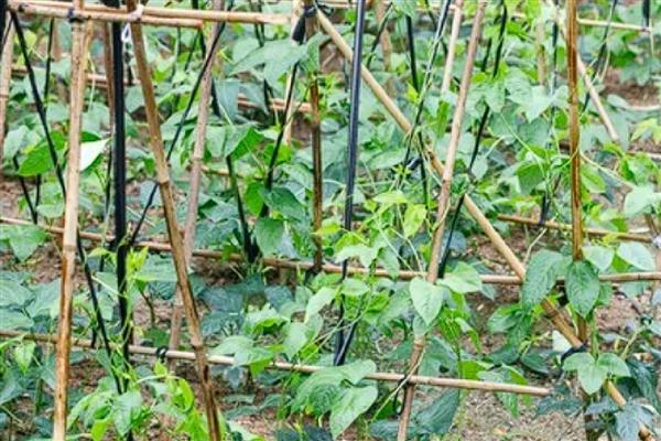 豆角细菌性叶斑病用什么药,可以选择使用内吸性的杀菌剂