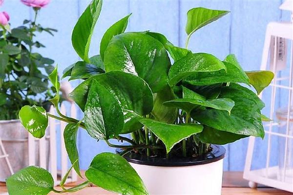 卧室放10盆绿萝会不会危害人体，正常养护不会危害人体健康
