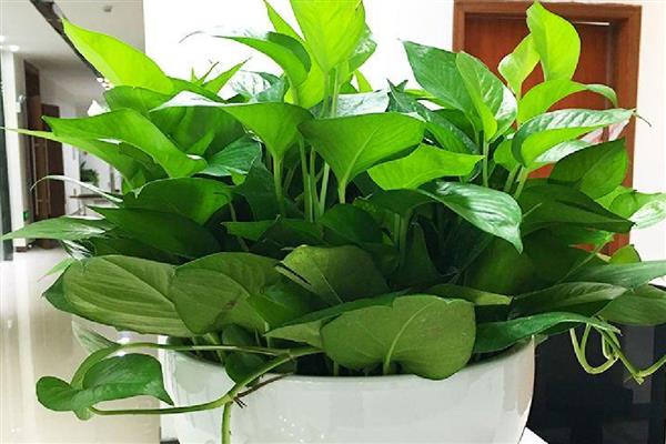 卧室放10盆绿萝会不会危害人体，正常养护不会危害人体健康
