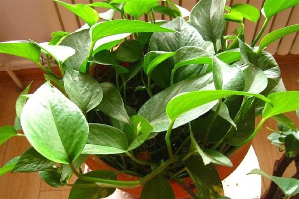 卧室放10盆绿萝会不会危害人体，正常养护不会危害人体健康