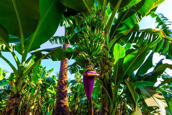 香蕉树要多久才能长大结果，生长一年便具备结果能力