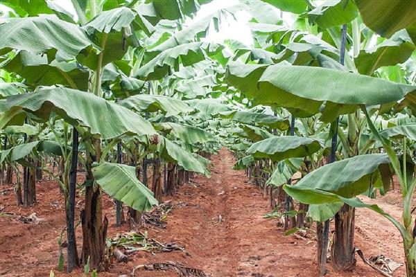 香蕉树要多久才能长大结果，生长一年便具备结果能力
