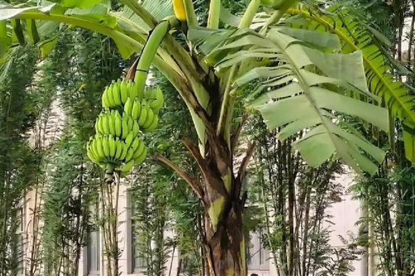 香蕉树要多久才能长大结果，生长一年便具备结果能力