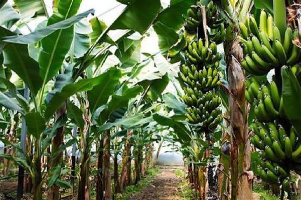 香蕉树要多久才能长大结果，生长一年便具备结果能力