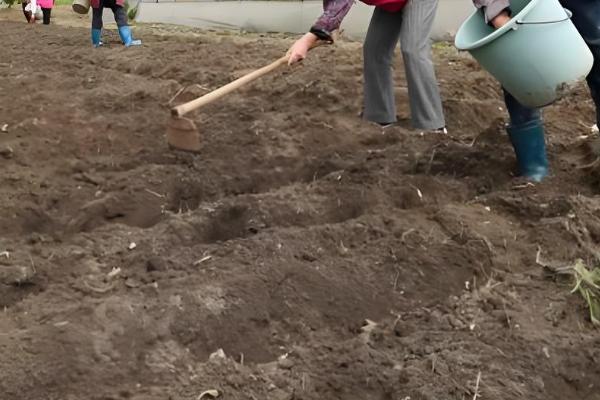秋播大蒜种植技术，株距保持在10厘米左右