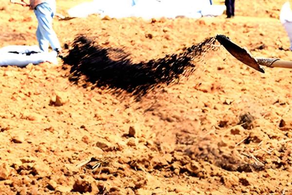 秋播大蒜种植技术，株距保持在10厘米左右