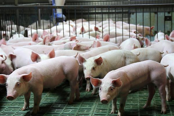 影响仔猪生长速度的因素，包括断奶时间、喂养方法等