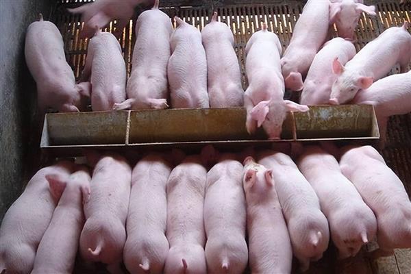 影响仔猪生长速度的因素，包括断奶时间、喂养方法等