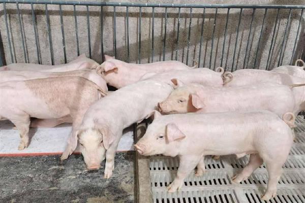 影响仔猪生长速度的因素，包括断奶时间、喂养方法等