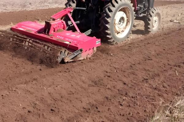 秋播大蒜种植技术，株距保持在10厘米左右